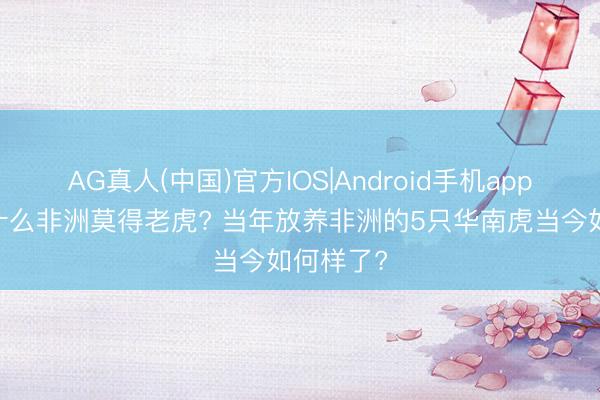AG真人(中国)官方IOS|Android手机app下载 为什么非洲莫得老虎? 当年放养非洲的5只华南虎当今如何样了?