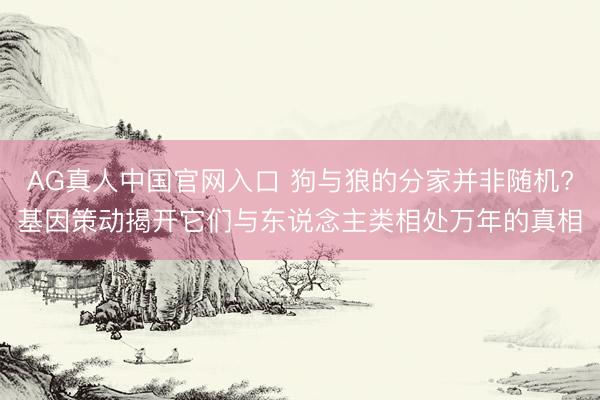 AG真人中国官网入口 狗与狼的分家并非随机?基因策动揭开它们与东说念主类相处万年的真相