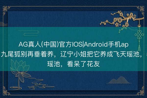 AG真人(中国)官方IOS|Android手机app下载 多肉九尾狐别再垂着养，辽宁小姐把它养成飞天瑶池，看呆了花友