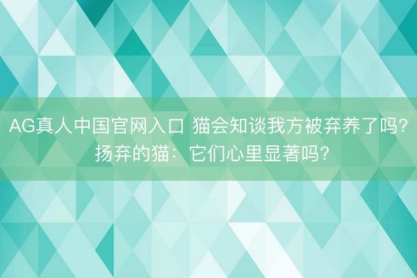 AG真人中国官网入口 猫会知谈我方被弃养了吗? 扬弃的猫：它们心里显著吗?