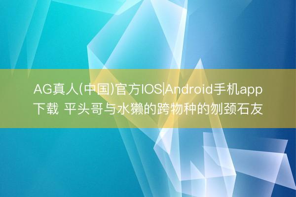 AG真人(中国)官方IOS|Android手机app下载 平头哥与水獭的跨物种的刎颈石友