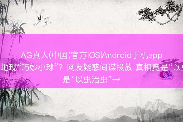 AG真人(中国)官方IOS|Android手机app下载 甘蔗地现“巧妙小球”?网友疑惑间谍投放 真相竟是“以虫治虫”→