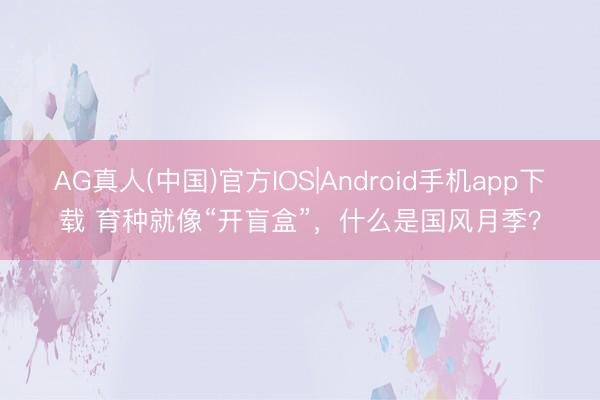 AG真人(中国)官方IOS|Android手机app下载 育种就像“开盲盒”，什么是国风月季？