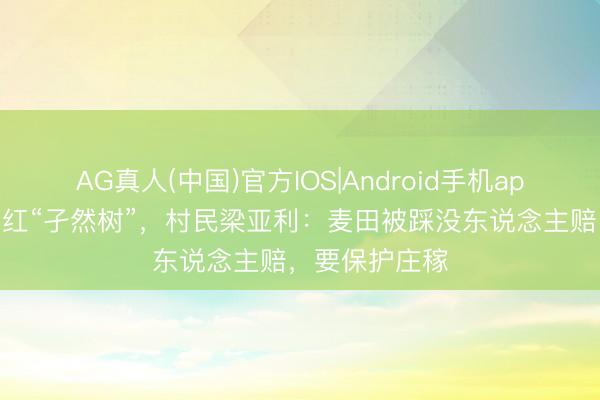 AG真人(中国)官方IOS|Android手机app下载 砍掉网红“孑然树”，村民梁亚利：麦田被踩没东说念主赔，要保护庄稼